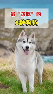 巴哥杜宾比熊金毛（狗叫少的是哪种狗）