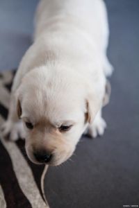养狗不掉毛不体味？柴犬吉娃娃泰迪雪纳瑞选哪个？（什么狗不掉毛没体味又好养）