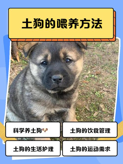 喂狗土霉素要精准，人药不可用，幼犬慎用（土霉素喂狗正确方法）