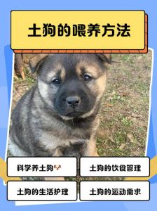 喂狗土霉素要精准，人药不可用，幼犬慎用（土霉素喂狗正确方法）