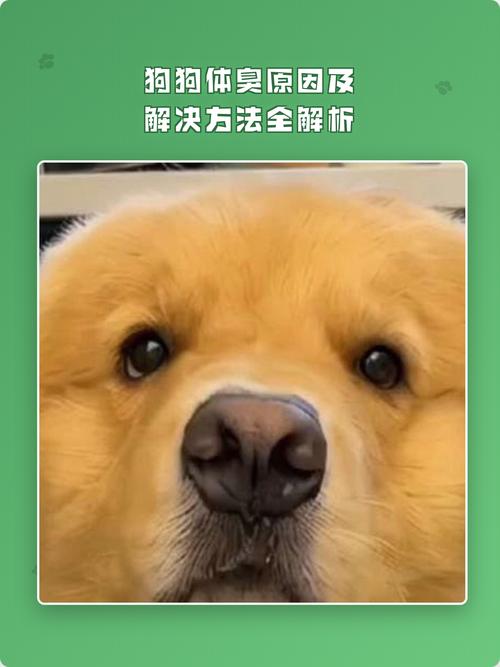 泰迪体味重？清洁饮食要注意！（狗狗多久体臭）