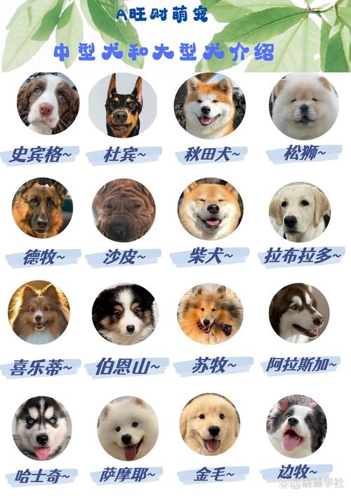 选对狗狗！拉布拉多金毛好养，泰迪比熊适合公寓，选它不后悔（家庭养狗什么品种好）