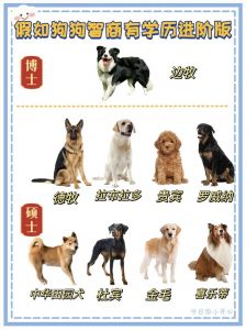 贵宾领先！十大聪明小型犬大盘点（小型狗狗智商排名前十）