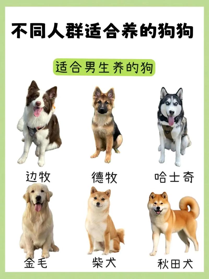 品种稀有价更高（宠物狗最贵的品种）