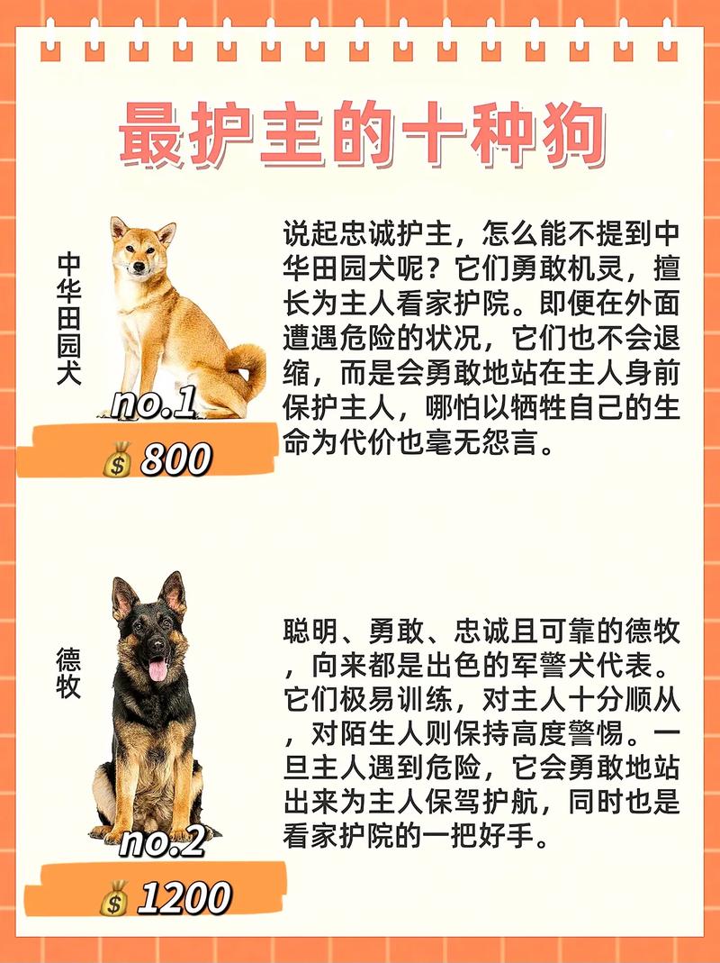 土狗德牧秋田藏獒下司犬（最忠心最护主的狗排名）