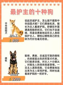 土狗德牧秋田藏獒下司犬（最忠心最护主的狗排名）