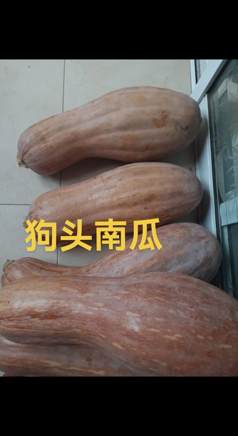 3个月狗狗可食南瓜，蒸熟适量喂，当辅食（狗狗多大可以吃南瓜）