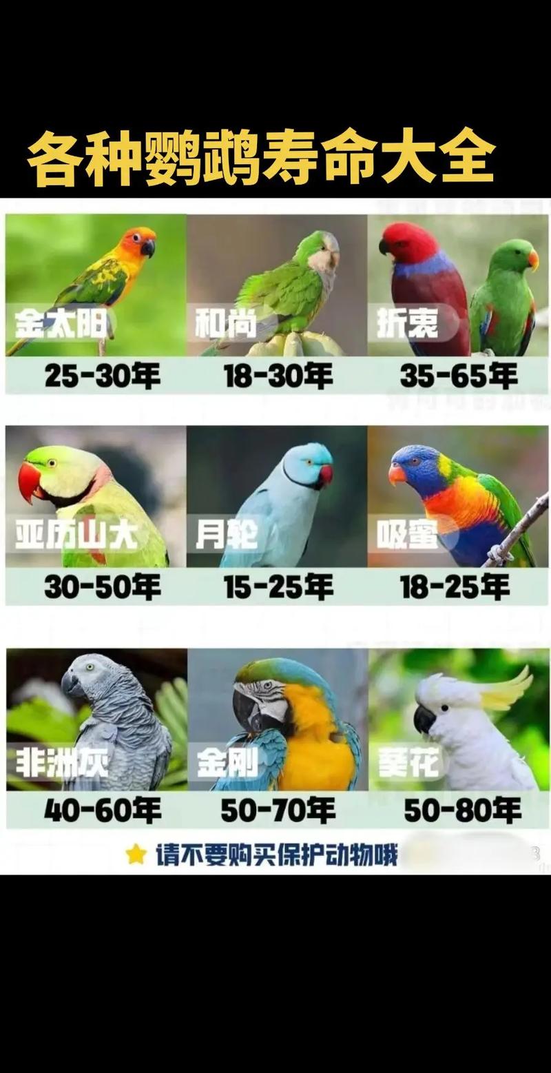 有些能活过80年！（寿命最长的宠物鸟品种）