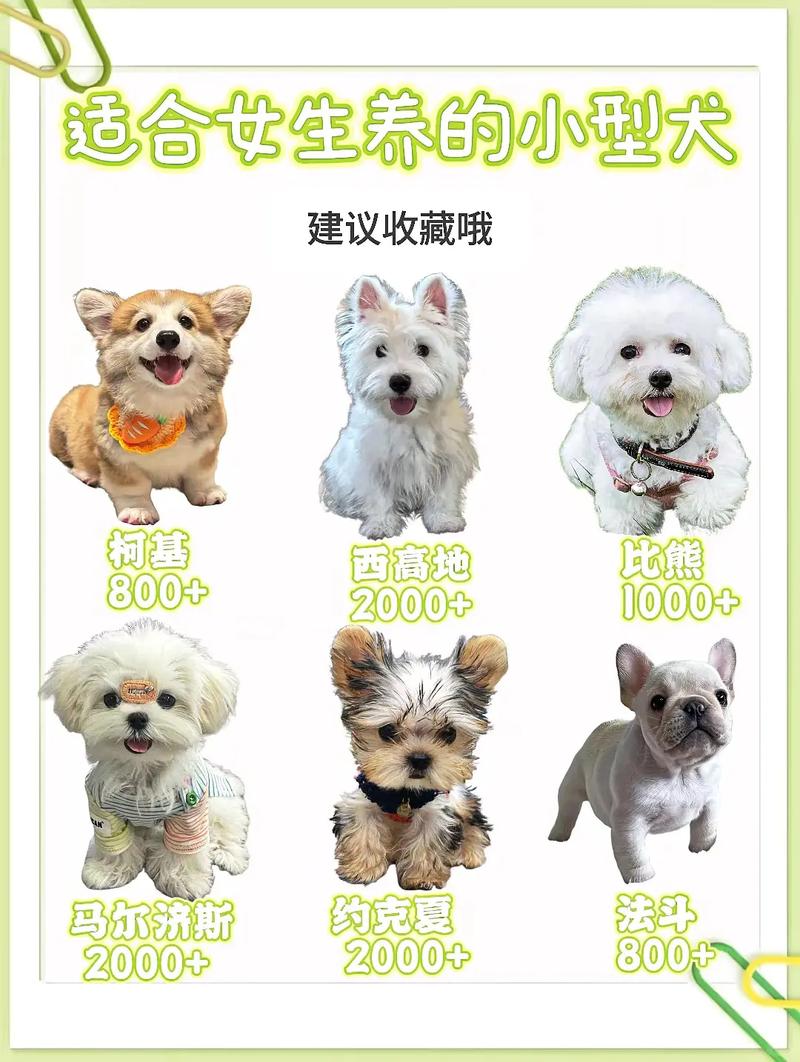 哈士奇到比熊，特点与养护全解析（宠物狗十大排行）
