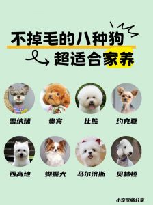 贵宾犬不掉毛？试试这些狗狗！（那种宠物狗不掉毛没体味）
