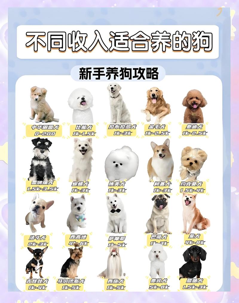 城市生活好伴侣，聪明健康易打理（小狗推荐养什么品种）