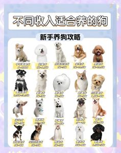 城市生活好伴侣，聪明健康易打理（小狗推荐养什么品种）