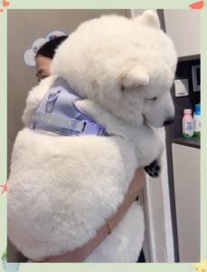 泰迪马尔济斯等推荐（哪些狗不掉毛又好养）