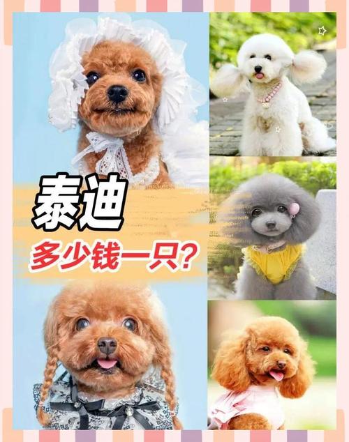 泰迪与巨贵价格悬殊原因解析（泰迪狗多少钱一只）