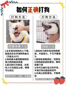 养狗需负责，妥善处理别弃养（如何处理不想养的狗狗）