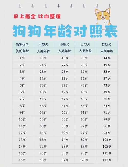 狗狗年龄对照表，科学养宠看这里！（狗年龄对照表大全）