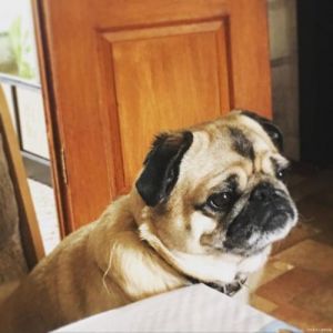 低掉毛犬也要勤打理，选对用品省心多（掉毛少的狗）