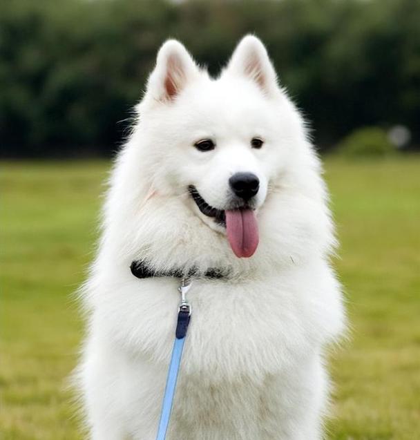 聪明粘人小型犬，适合现代家庭（体型不太大聪明温顺好养的狗）