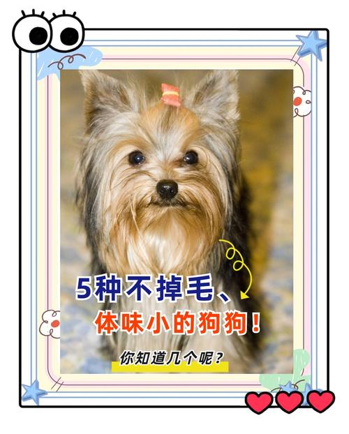选体味轻狗狗，少洗澡家里也清爽（哪些宠物狗没有体味）
