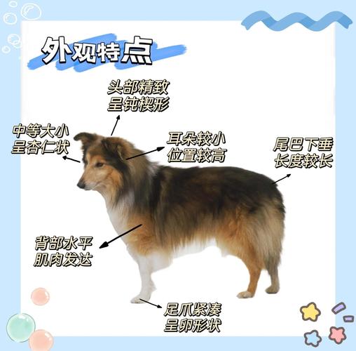 泰迪比熊马尔济斯西高地白梗（易打理没体臭好养的狗）