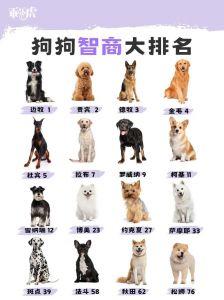 边牧最聪明，选狗更要看感情！（智商最高的狗第一名）
