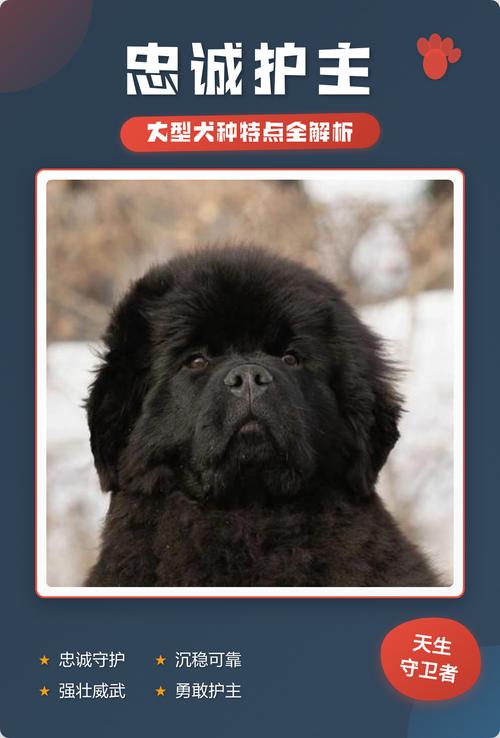 守护你的忠诚伙伴（十大忠心护主的狗狗）