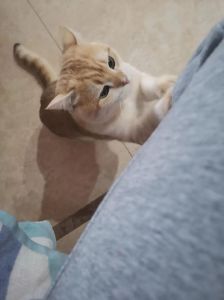 猫抓伤小腿，一般没事，注意观察消毒（被家猫不小心摸了一下小腿有事吗）