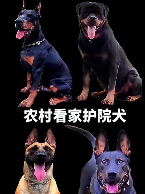 捷克梗卡斯罗德国牧羊犬等忠诚勇猛（看家护院的狗什么最好）