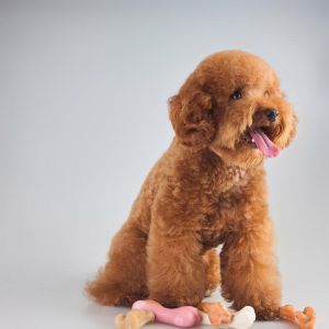 蛋黄粮养毛去体味，狗狗更清新（狗长期吃蛋黄的样子）