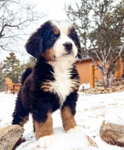 忠诚田园犬受欢迎，伯恩山需大空间，约克夏怕冷，养犬要驱虫注意安全（乔恩养的狗是什么品种）