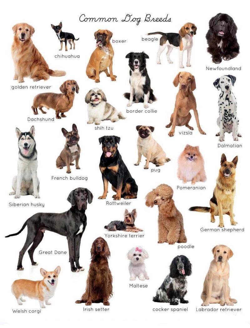 100种狗狗大集合，贵宾犬哈士奇藏獒等你来了解！（100种狗狗图片）