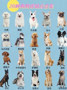 全球犬种超500种，FCI与AKC标准不同，常见品种各有特色（所有狗狗的品种图片大全）