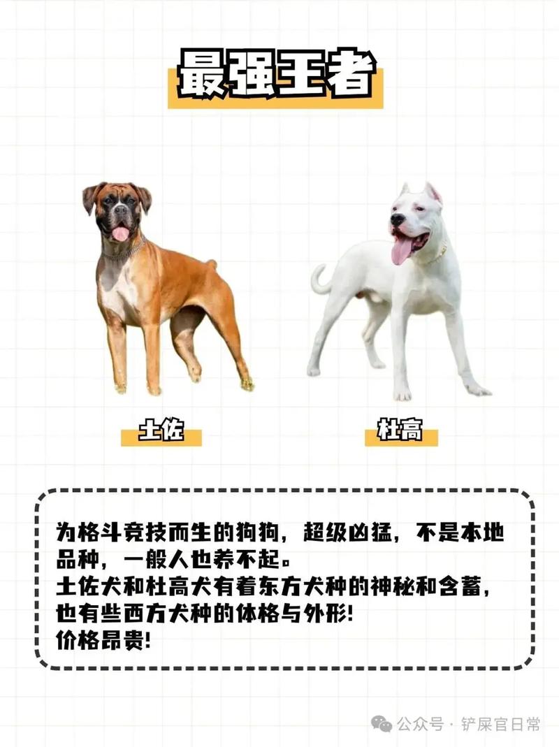不同狗狗体味浓淡有别，了解这些爱犬个性特征！（狗的体味排行榜）