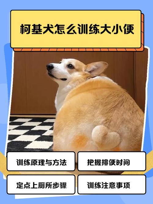 教会狗狗在马桶上厕所，耐心规律是关键（怎么教狗狗在马桶上大小便）