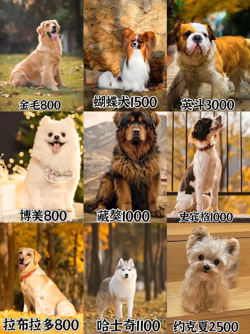 100种狗狗大集合，贵宾犬哈士奇藏獒等你来了解！（100种狗狗图片）