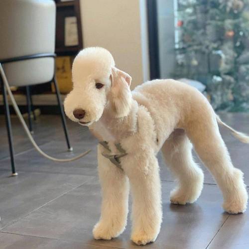 选体味轻犬种科学护理，宠物环境清新舒适（哪种狗体味一下啊）