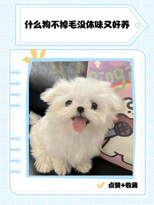 泰迪比熊等，聪明易打理！（什么小狗不掉毛又不贵又好养）