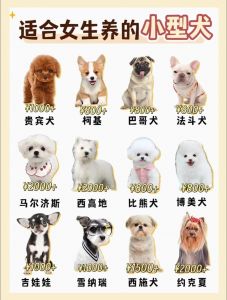 温顺好养品种推荐（什么品种的狗狗最好养最温顺）