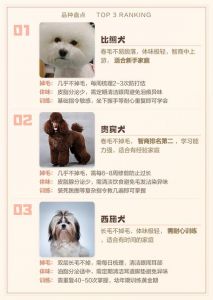 贵宾比熊雪纳瑞等（聪明不掉毛无体味的狗狗排名）