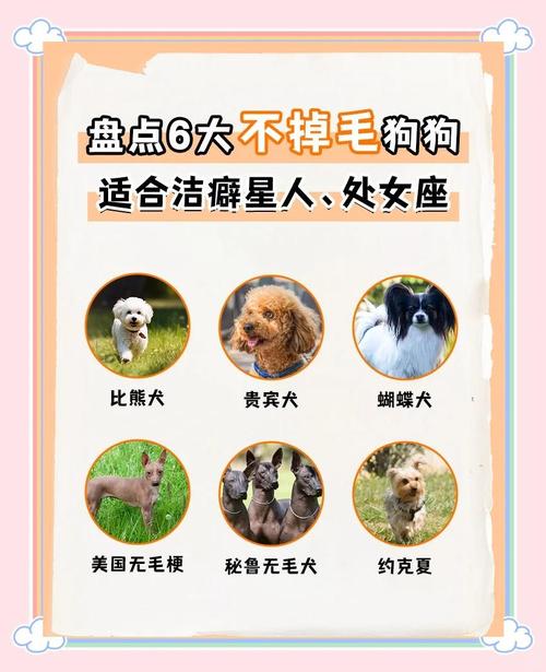 无毛猫爬行动物水族宠物等易打理（女生适合养的宠物不掉毛有洁癖）