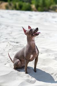 无毛少毛犬种介绍及护理（没有毛的狗小型犬）