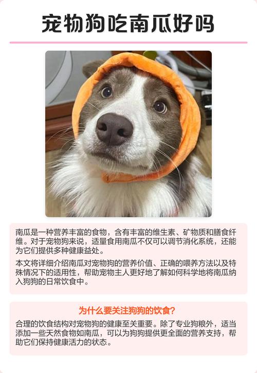 熟软易消化营养高（狗狗最适合吃哪种南瓜）
