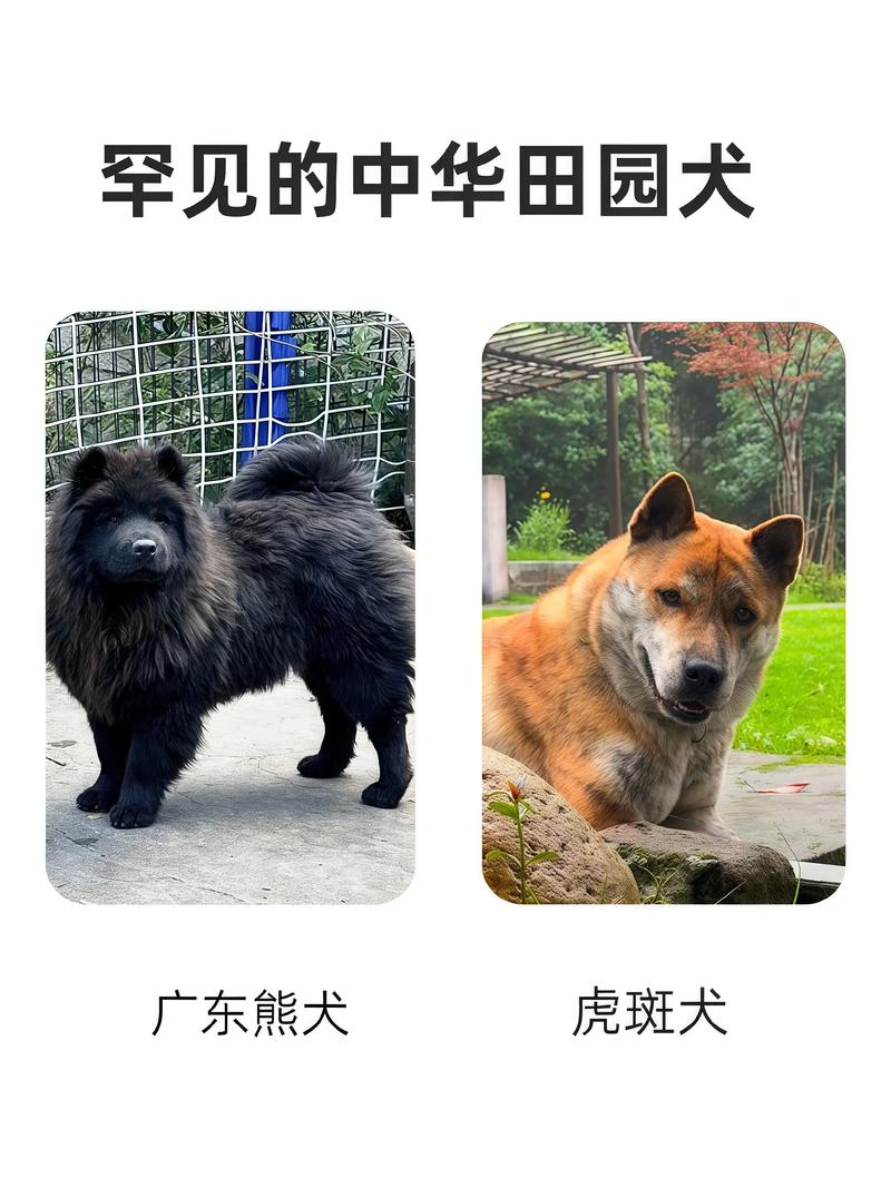 六种中国本土犬种特点解析（土狗12个品种图）