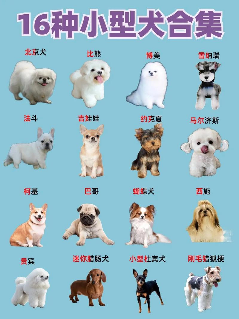 了解各品种特点和护理要点（狗狗图片品种大全图）