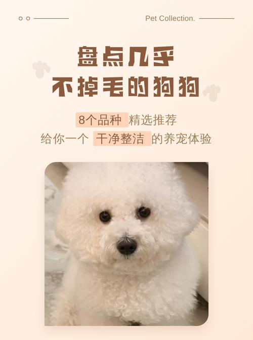 低掉毛体味犬种推荐及护理要点（哪个狗狗不掉毛没异味）