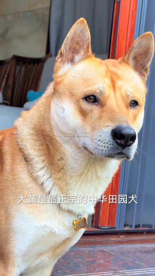 中国古老犬种，忠诚守护，文化传承（正宗土狗图片）