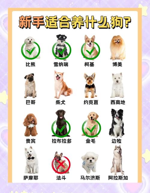 新手养狗看性格运动量护理，选对更轻松（新手养狗养哪种品种）