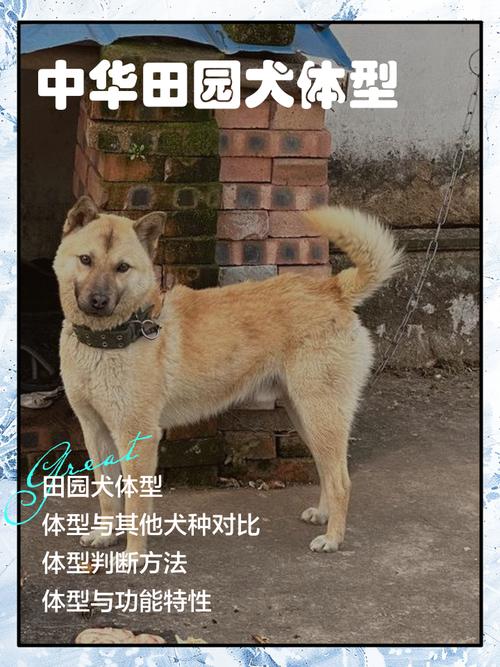 土狗与宠物狗哪个更香？（土狗体味重还是宠物狗体味重）