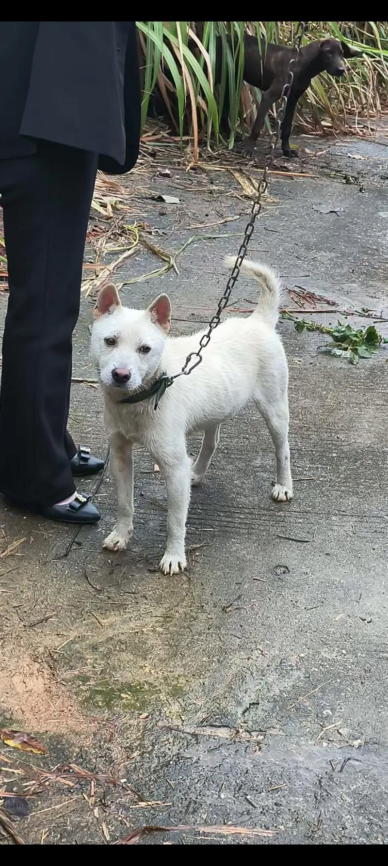 中国古老犬种，忠诚守护，文化传承（正宗土狗图片）