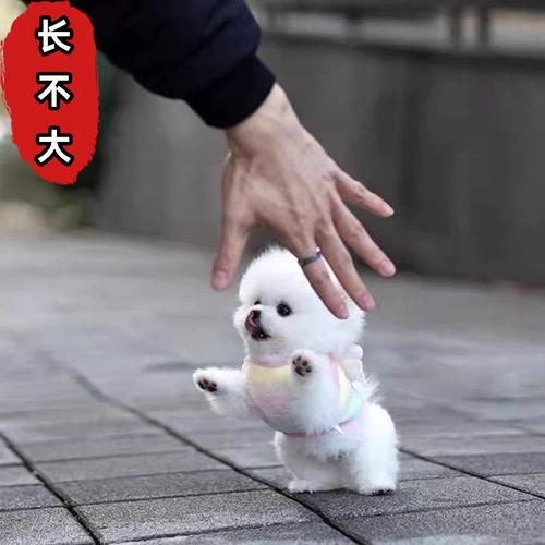 小型犬好养？九种城市伴侣犬推荐！（体型最小的宠物狗）